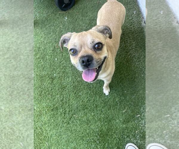 Medium Photo #3 Chug Puppy For Sale in Tempe , AZ, USA