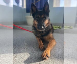 German Shepherd Dog Dogs for adoption in W Hollywood, CA, USA