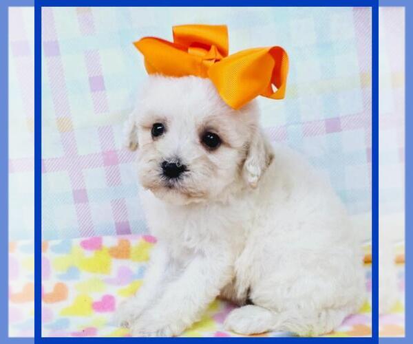Medium Photo #3 Maltipoo Puppy For Sale in TAYLOR, TX, USA