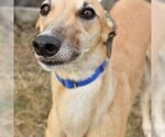 Small Photo #1 Greyhound Puppy For Sale in Grandville, MI, USA