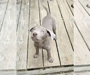 Labrador Retriever Dogs for adoption in Dallas, TX, USA