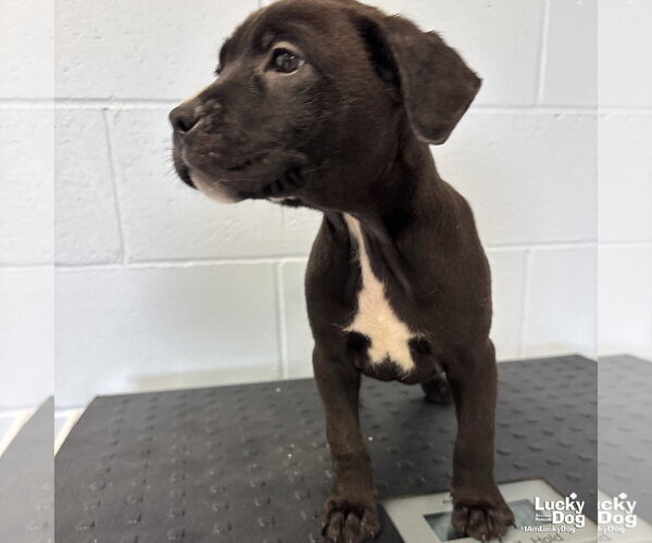 Medium Photo #1 Labrador Retriever-Unknown Mix Puppy For Sale in Washington, DC, USA