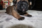 Small Photo #3 Cane Corso Puppy For Sale in BATTLE GROUND, WA, USA