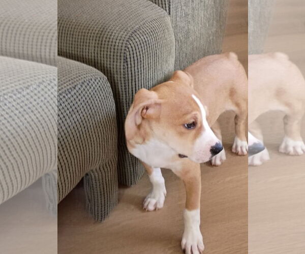 Medium Photo #7 Mutt Puppy For Sale in Holly Springs, NC, USA