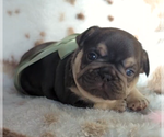 Small #1 French Bulldog