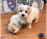 Small Photo #11 Maltese Puppy For Sale in WOODSTOCK, CT, USA