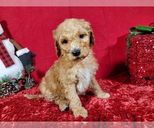 Medium Photo #5 Poodle (Standard) Puppy For Sale in COLORADO SPRINGS, CO, USA