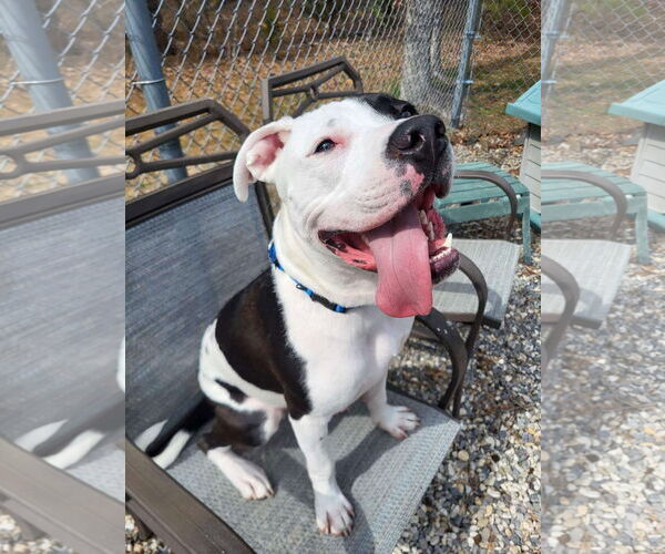 Medium Photo #3 American Pit Bull Terrier-Bulldog Mix Puppy For Sale in Manahawkin, NJ, USA