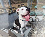 Small #2 American Pit Bull Terrier-Bulldog Mix