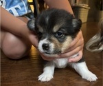 Puppy Tia Pembroke Welsh Corgi