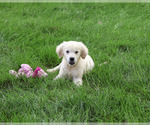 Small #5 Golden Retriever