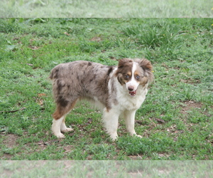 Mother of the Miniature Australian Shepherd puppies born on 05/15/2026