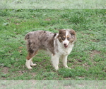 Small Photo #1 Miniature Australian Shepherd Puppy For Sale in FAIRVIEW, SD, USA