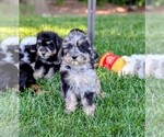 Small Photo #9 Bernedoodle-Golden Mountain Dog Mix Puppy For Sale in DAVIS, CA, USA