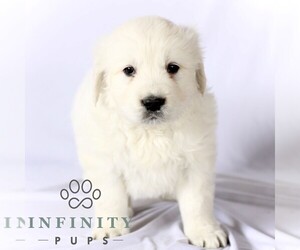 English Cream Golden Retriever Puppy for sale in GORDONVILLE, PA, USA