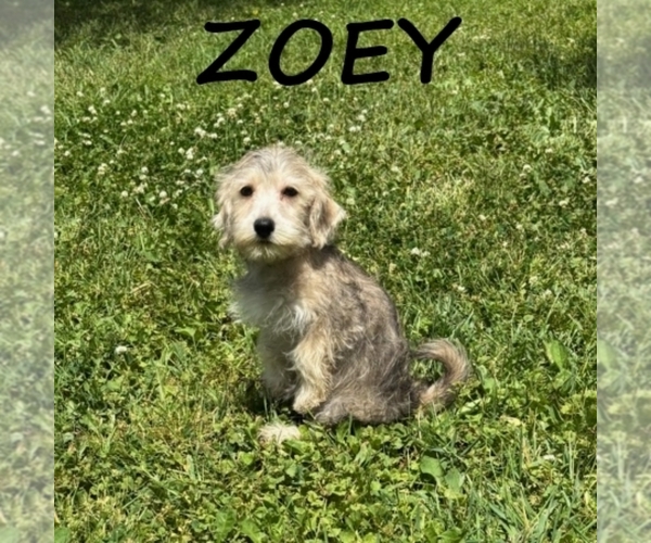 Medium Photo #2 Schnoodle (Miniature) Puppy For Sale in HARTLAND, MN, USA