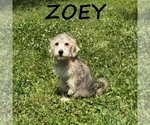 Small #1 Schnoodle (Miniature)
