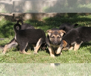 German Shepherd Dog Puppy for sale in ANNAPOLIS, MO, USA