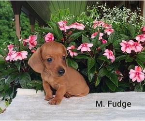 Dachshund Puppy for sale in NATHALIE, VA, USA