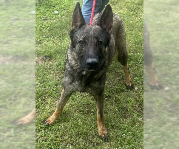 Medium Photo #3 German Shepherd Dog-Unknown Mix Puppy For Sale in Wetumpka, AL, USA