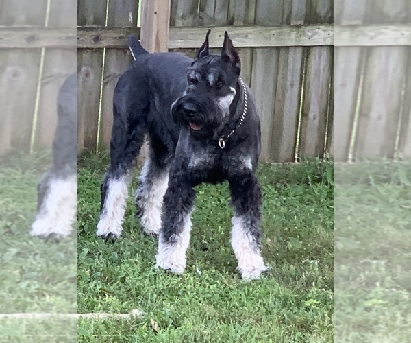 Medium Photo #9 Schnauzer (Giant) Puppy For Sale in DAYTON, OH, USA
