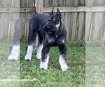 Small #8 Schnauzer (Giant)