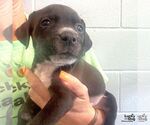 Small #1 Labrador Retriever Mix