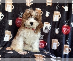 Cavapoo Puppy for sale in LAKELAND, FL, USA
