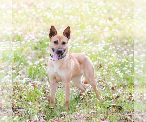 Medium Photo #1 German Shepherd Dog-Unknown Mix Puppy For Sale in Montgomery, AL, USA