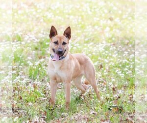 German Shepherd Dog-Unknown Mix Dogs for adoption in Montgomery, AL, USA