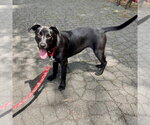 Small #34 Labrador Retriever Mix