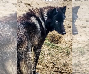 Father of the Wolf Hybrid puppies born on 01/27/2020
