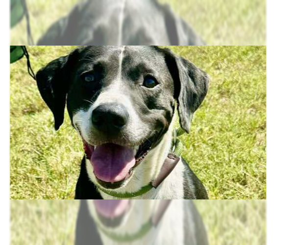 Medium Photo #1 Mutt Puppy For Sale in Abbeville, LA, USA