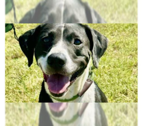 Mutt Dogs for adoption in Abbeville, LA, USA