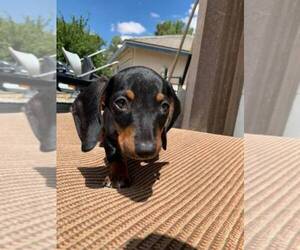 Dachshund Dogs for adoption in GAINESVILLE, FL, USA