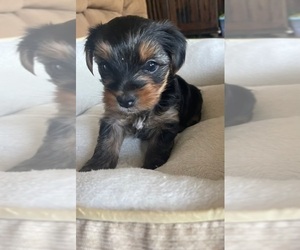 Yorkshire Terrier Puppy for sale in DAVIE, FL, USA