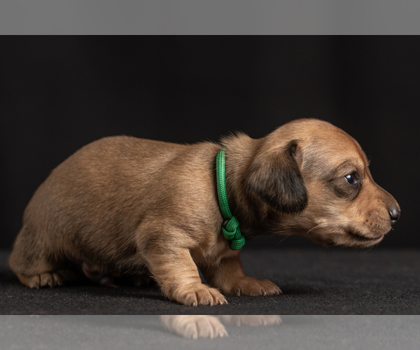 Medium Photo #44 Dachshund Puppy For Sale in CROWLEY, TX, USA