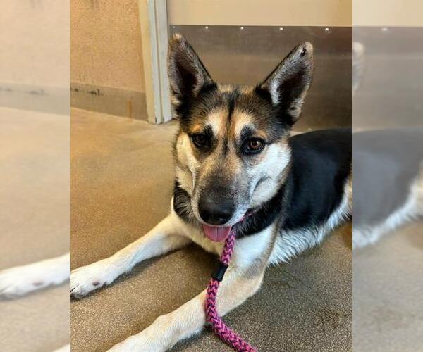 Medium Photo #2 German Shepherd Dog Puppy For Sale in Sacramento, CA, USA