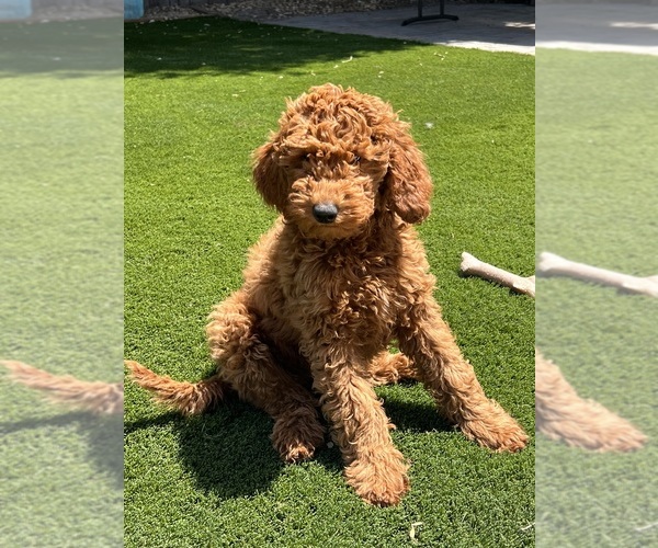 Medium Photo #5 Goldendoodle Puppy For Sale in OAKLAND, CA, USA