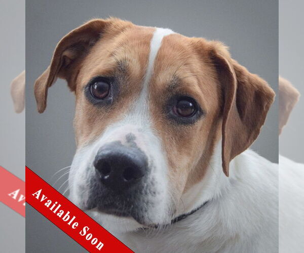 Medium Photo #1 Coonhound-Unknown Mix Puppy For Sale in Huntley, IL, USA