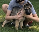 Small Photo #1 German Shepherd Dog Puppy For Sale in BLMGTN, IN, USA