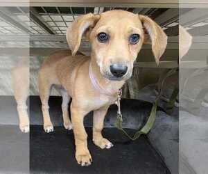 Doxle Dogs for adoption in Pipe Creek, TX, USA