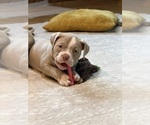 Small #2 American Bully
