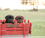Small #5 Golden Labrador-Labrador Retriever Mix