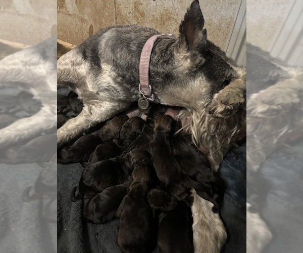 Medium Photo #1 Schnauzer (Giant) Puppy For Sale in SPRINGFIELD, MO, USA