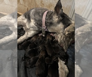 Medium Schnauzer (Giant)