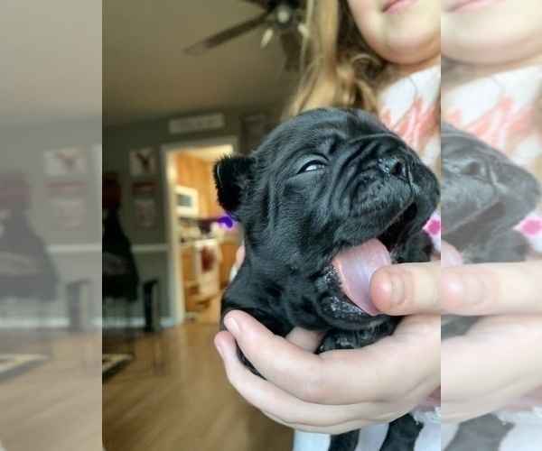 Medium Photo #15 French Bulldog Puppy For Sale in STAFFORD, VA, USA