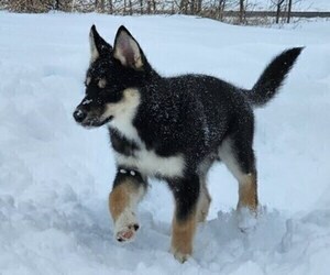 Siberian Husky Puppy for Sale in FORT PLAIN, New York USA