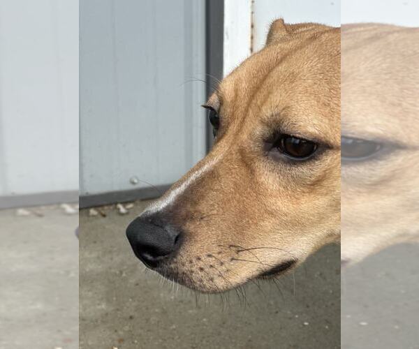 Medium Photo #3 Mutt Puppy For Sale in Evansville, IN, USA