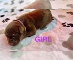 Puppy Puppy 7 Labrador Retriever
